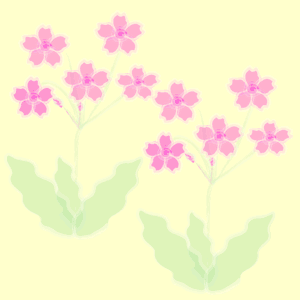 桜草
